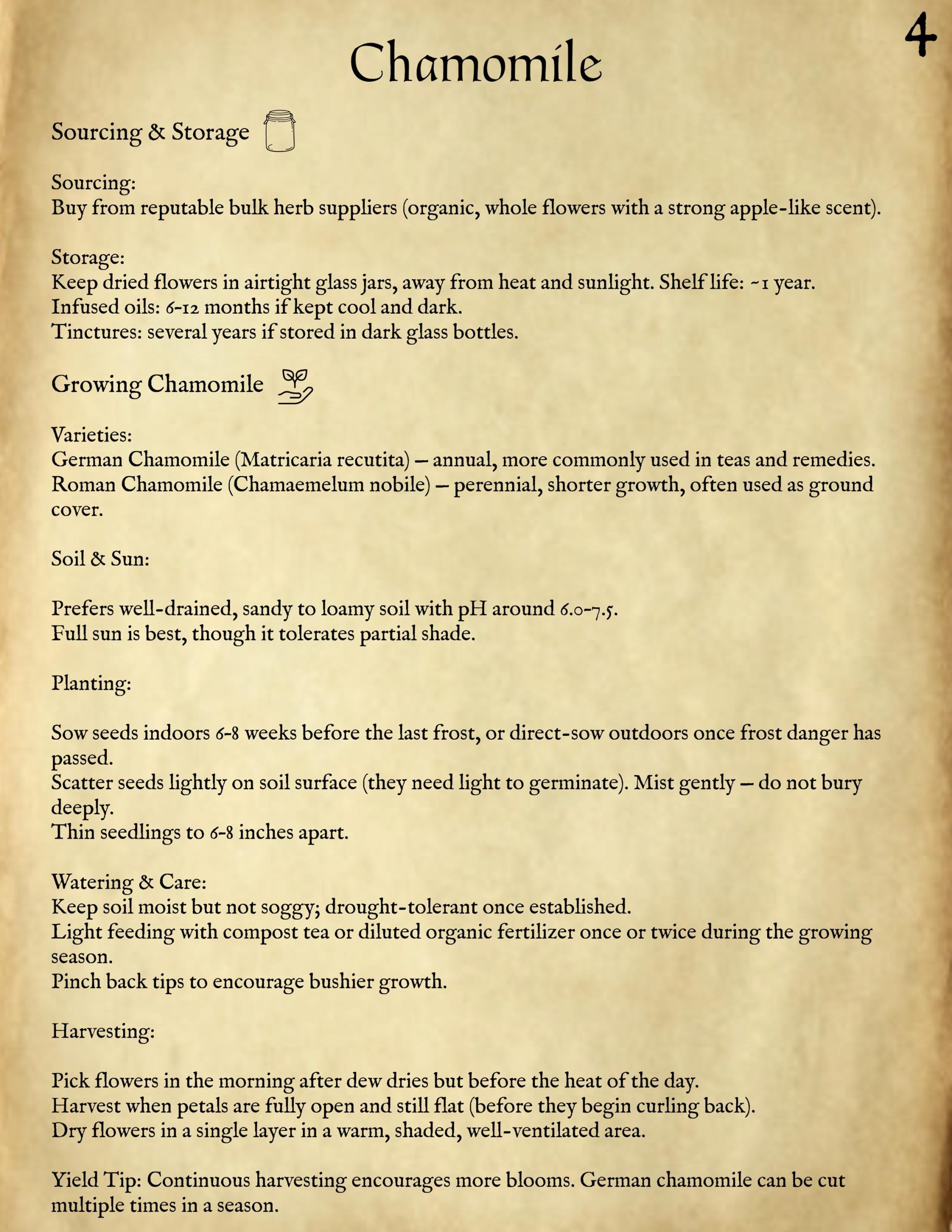 The Wandering Alchemist’s Herbal Guide: Chamomile - Image 5